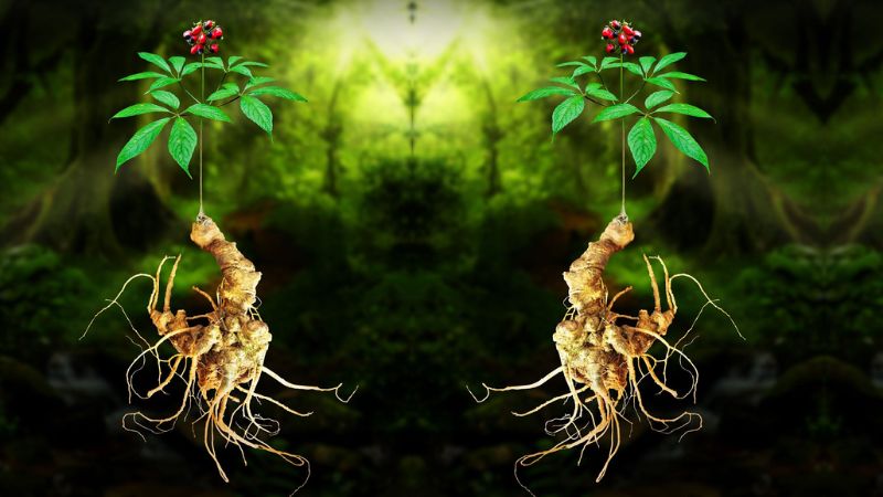 Sâm ngọc linh có tác dụng bồi bổ sức khỏe và tăng cường miễn dịch 