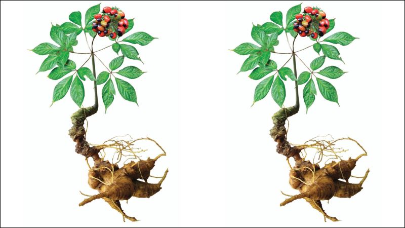 Sâm ngọc linh có tác dụng chống stress, bảo vệ hệ thần kinh, cải thiện trí nhớ