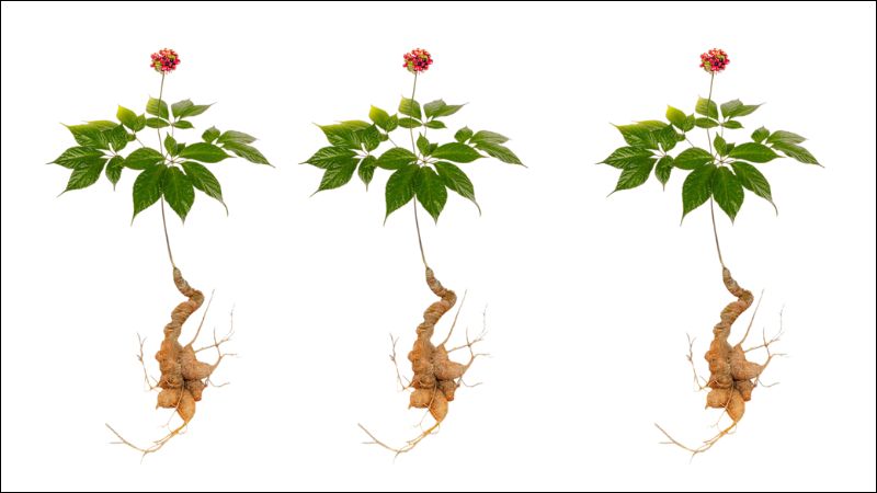 Dùng sâm ngọc linh giúp giảm nguy cơ xơ vữa động mạch
