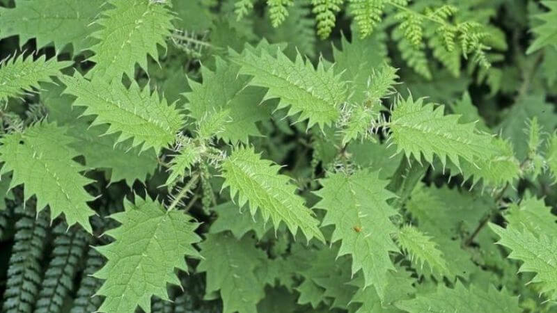 Cây tầm ma là một loại thảo dược được sử dụng từ thời cổ đại nhờ vào nhiều đặc tính chữa bệnh độc đáo