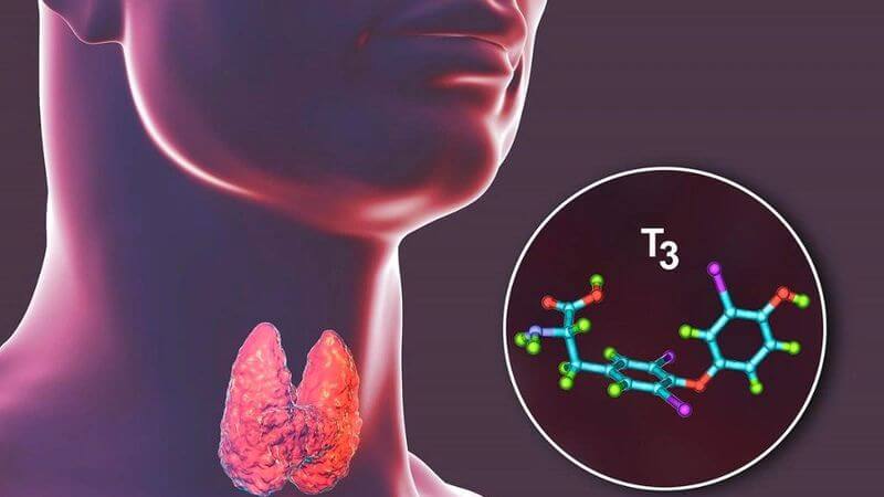 Cây tầm ma giúp duy trì hoạt động ổn định của tuyến giáp