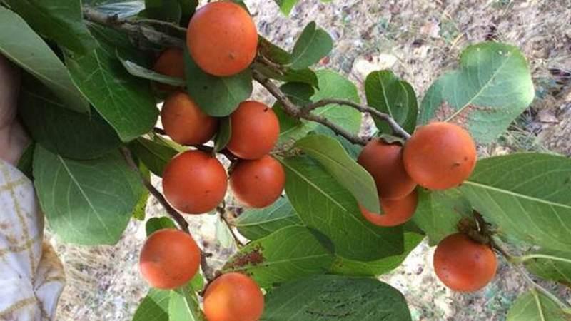 Ngộ độc mã tiền nên uống thật nhiều nước ép khế