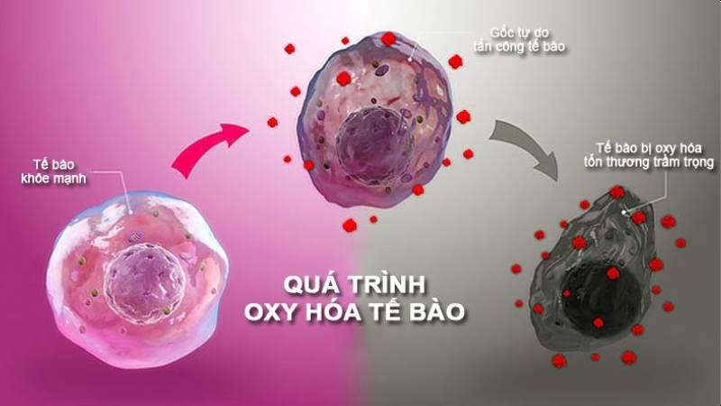 Quả khế chứa các chất có hoạt tính chống oxy hóa