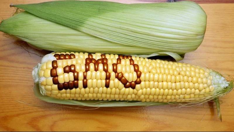 Kiểm tra thành phần sữa non chứng nhận không chứa hormone, kháng sinh và GMO