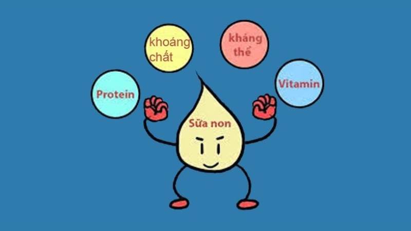 Sữa non rất giàu chất dinh dưỡng giúp bảo vệ và nuôi dưỡng em bé