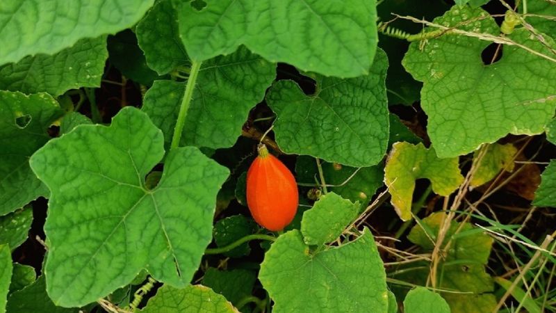 Cây cứt quạ là loài cây thuộc họ Bầu bí - thân thảo mọc bò 