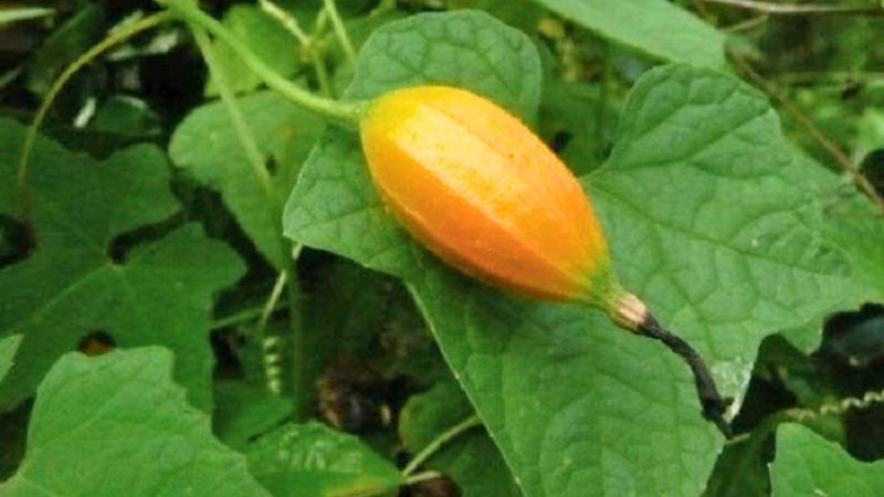 Toàn bộ cây cứt quạ đều có thể sử dụng làm thuốc (trừ quả chín)