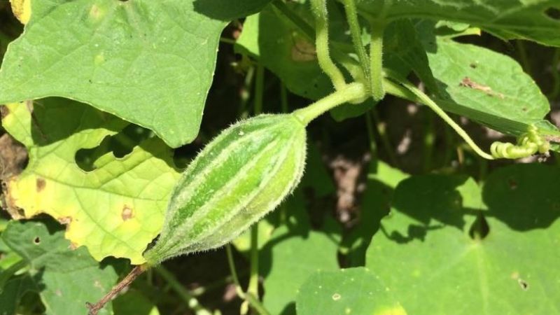 Cây cứt quạ được dùng trong bài thuốc trị đau nhức mình mẩy 