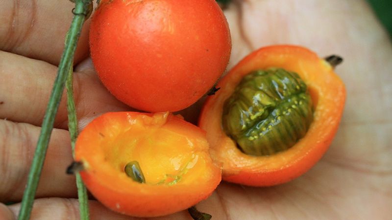 Khi chín, quả cây cứt quạ có độc nên không được ăn