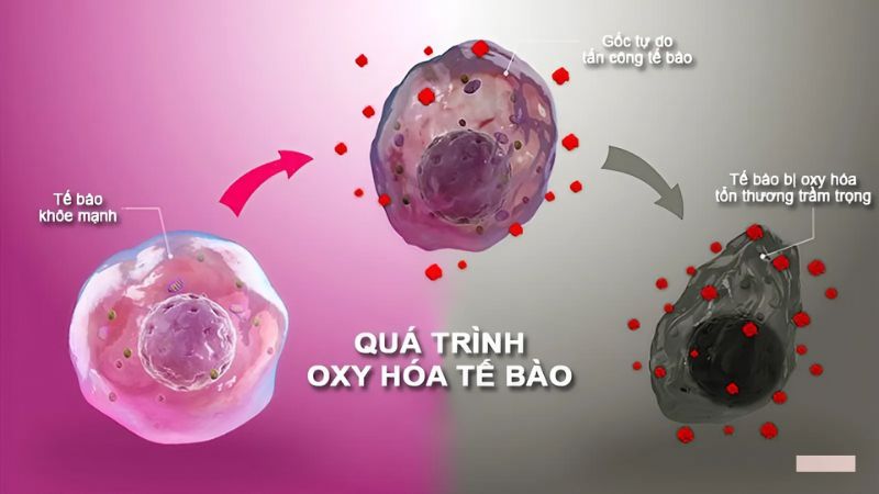 Cây cứt quạ chứa nhiều hoạt chất có khả năng chống oxy hóa