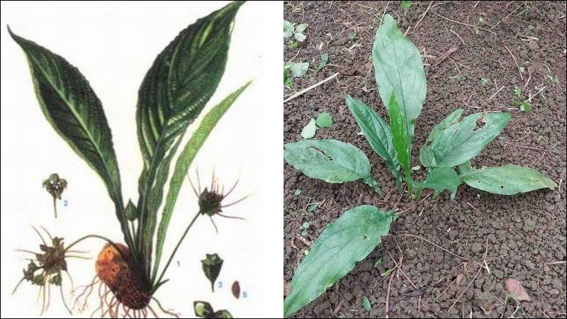 Cây điền thất là một loại dược liệu có tính bình, vị đắng