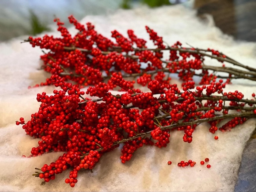 Chọn cành đào đông có nhiều quả mọng, đỏ