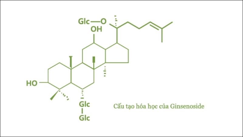 Hoạt chất Ginsenoside có trong củ tam thất