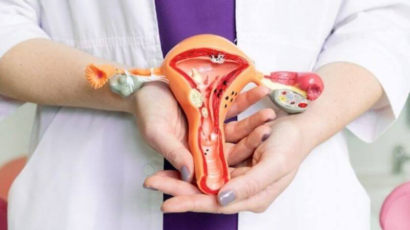 Lá bàng có hoạt tính kháng nấm mạnh mẽ, đặc biệt là đối với các loài Candida