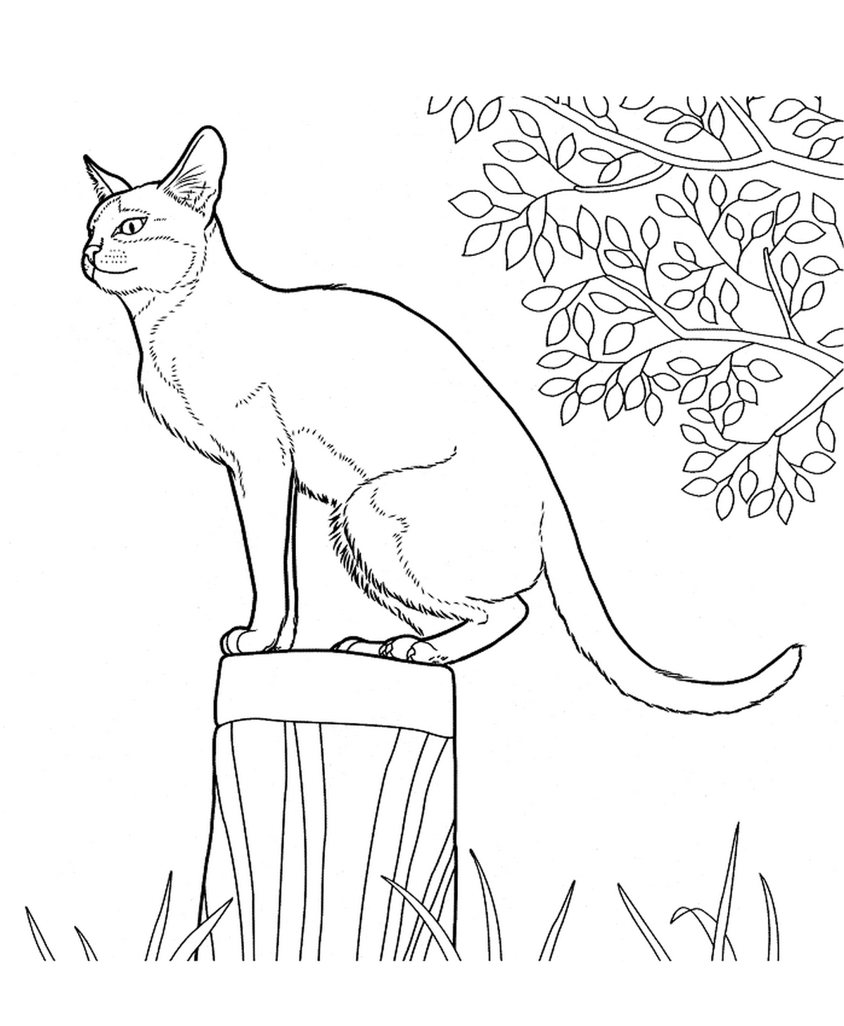 Tranh tô màu con mèo đơn giản số 3