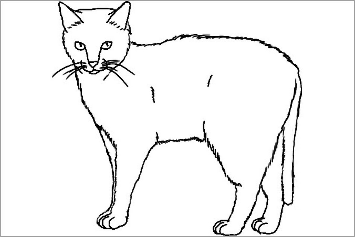 Tranh tô màu con mèo đơn giản số 41