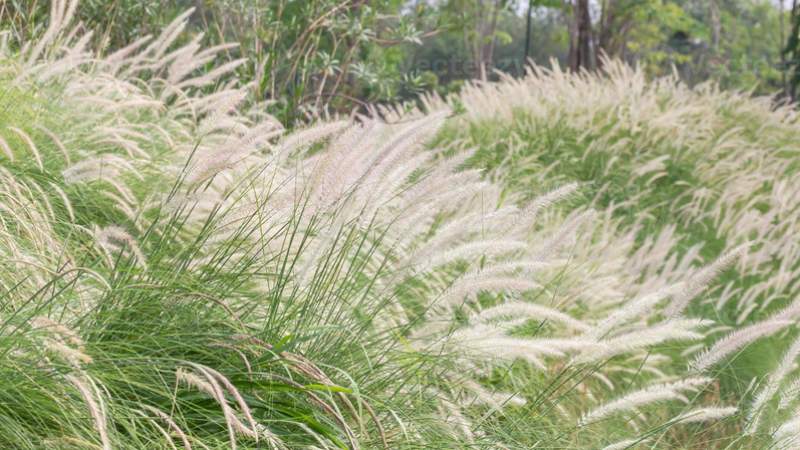 Cây cỏ tranh có tên khoa học là Imperata cylindrica (L.) Raeusch thuộc họ Poaceae (Lúa)