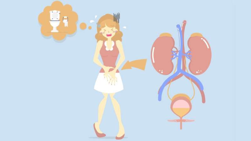 Rễ cỏ tranh được dùng trong các bài thuốc chữa bí tiểu, khó tiểu