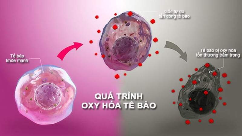 Cỏ tranh có khả năng chống oxy hóa tốt