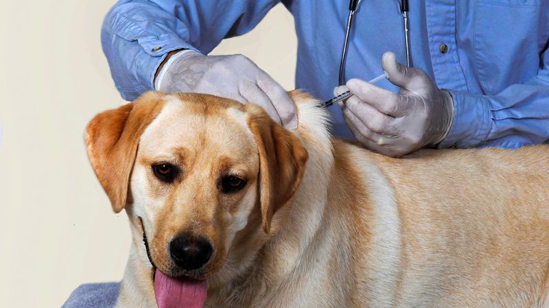 Bệnh dại là một bệnh do virus dại gây ra