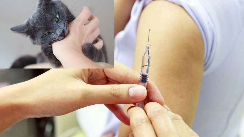 Vắc xin phòng bệnh dại là loại vắc xin giúp kích thích miễn dịch của cơ thể chống lại virus dại