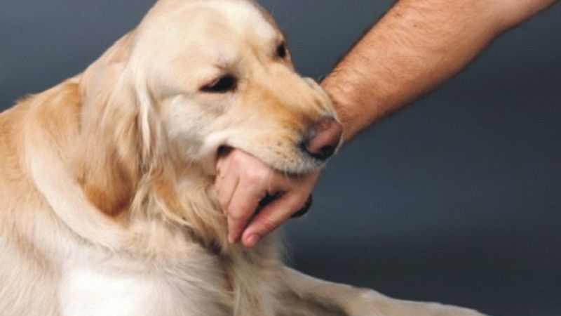 Sau khi xuất hiện nguy cơ, người bệnh cần phải tiêm phòng dại