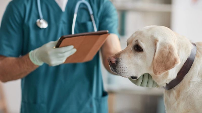 Bác sĩ thú y là một trong những đối tượng cần tiêm vắc xin phòng dại