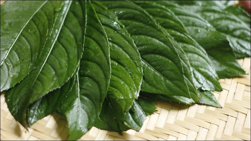 Lá xương sông chứa nhiều hoạt chất quan trọng