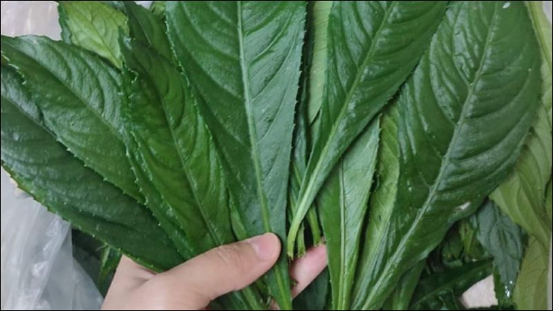 Rửa sạch lá xương sông trước khi dùng để làm sạch giun sán, ký sinh trùng