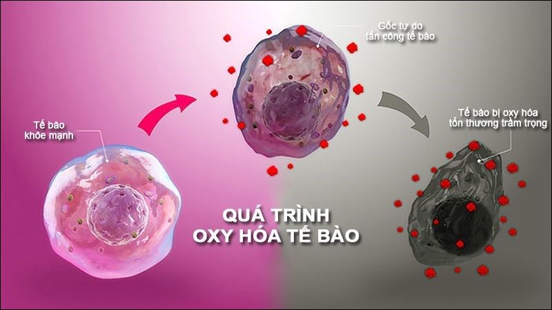 Các hợp chất hữu cơ trong tinh dầu cây xương rồng có thể chống oxy hóa