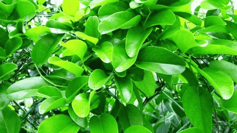 Sương sâm có tên khoa học là Tiliacora triandra, thuộc họ Menispermaceae