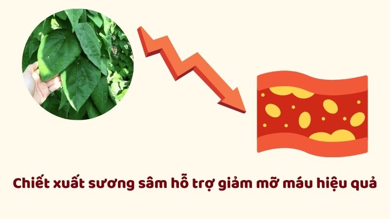 Các thành phần trong sương sâm có khả năng ức chế hấp thu cholesterol, hỗ trợ giảm mỡ máu