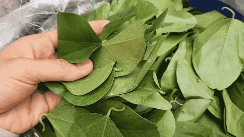Bạn nên lưu ý một số đặc điểm của sương sâm để đạt hiệu quả sử dụng tối đa