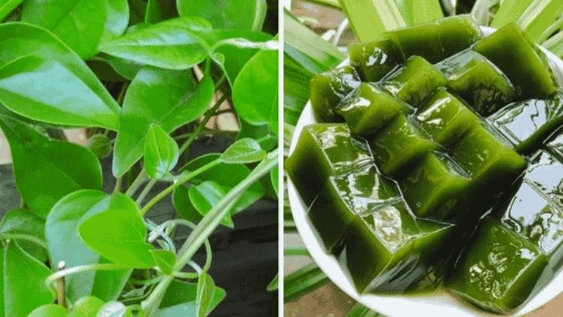 Sương sâm chứa nhiều hoạt chất như alkaloid, polysaccharide, polyphenol, axit béo và khoáng chất