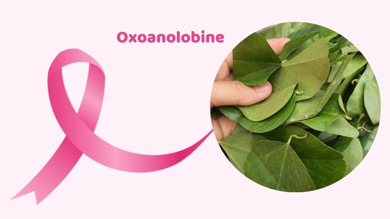 Hoạt chất oxoanolobine từ chiết xuất sương sâm giúp ức chế khối u và ngừa ung thư