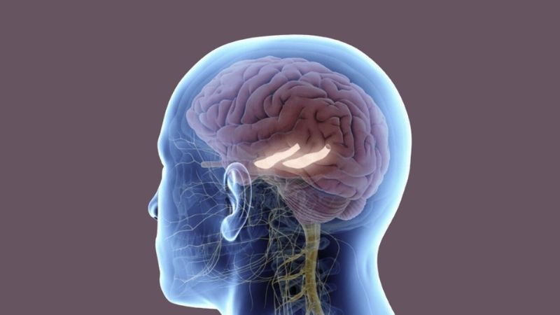 Chiết xuất sương sâm làm giảm stress oxy hóa ở hồi hải mã, từ đó giúp bảo vệ thần kinh
