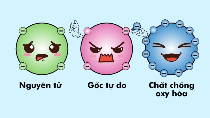 Các chiết xuất từ sương sâm có thể được sử dụng như chất chống oxy hóa tự nhiên
