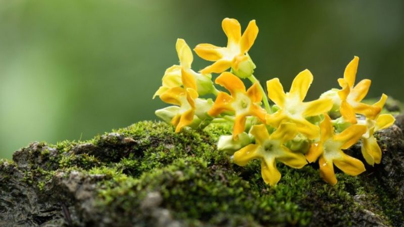 Nhiều thành phần dinh dưỡng có trong hoa thiên lý giúp hỗ trợ điều trị bệnh tiểu đường