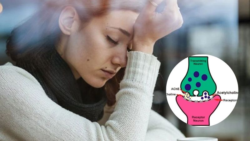 Hoa thiên lý thể hiện tiềm năng cải thiện chức năng nhận thức và ghi nhớ nhờ tác động lên các tế bào thần kinh