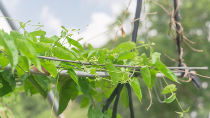 Hoa thiên lý được trồng phổ biến ở Việt Nam và sử dụng nhiều trong các món ăn Châu Á