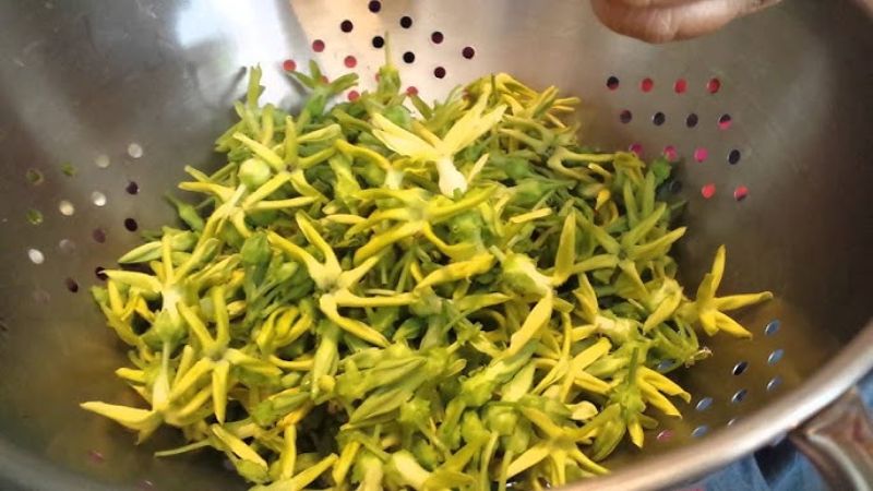 Sử dụng hoa thiên lý có thể giúp cải thiện đáng kể các triệu chứng tiền mãn kinh ở chị em phụ nữ