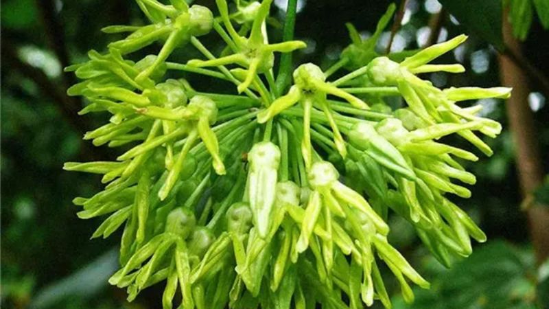 Không nấu quá chín hoa thiên lý vì có thể giảm giá trị dinh dưỡng trong dược liệu