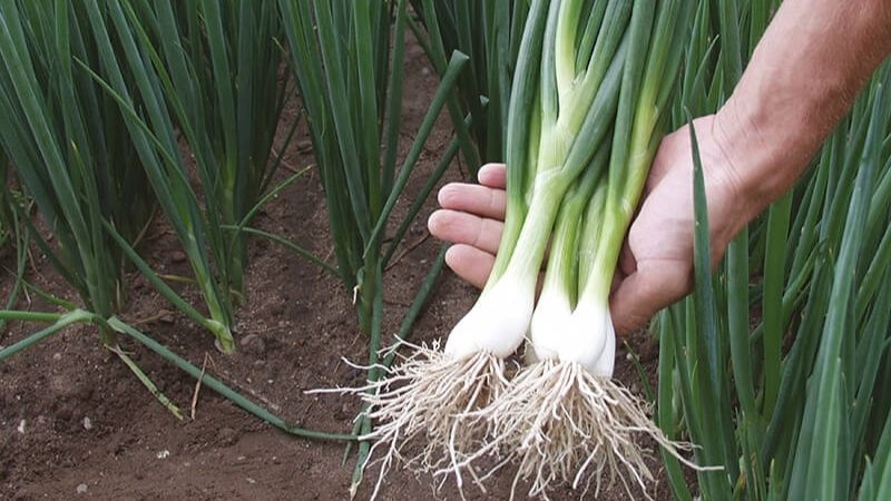 Bạn nên chọn hành có lá sáng màu và tránh lá bị héo, úa