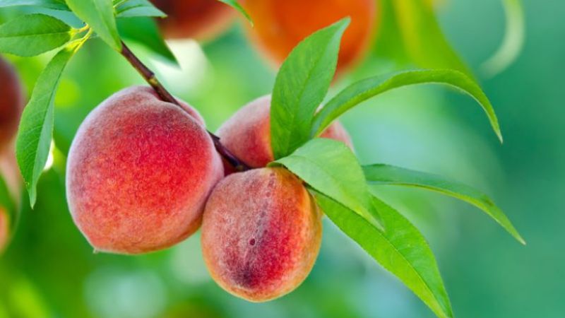 Quả đào vỏ mịn, chín màu xanh pha đỏ thẫm, thịt mọng nước