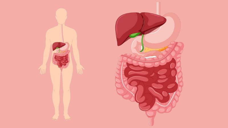 Ăn đào giúp hệ tiêu hóa hoạt động hiệu quả hơn