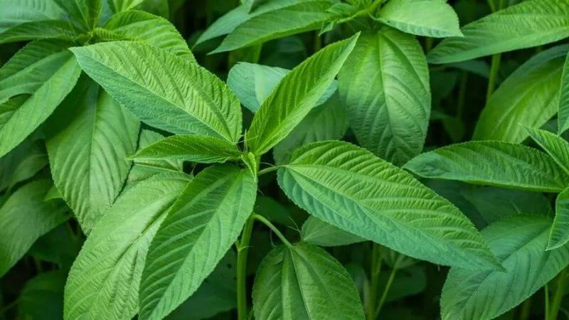 Rau đay, một loại c&acirc;y quen thuộc trong ẩm thực v&agrave; y học cổ truyền, chứa nhiều th&agrave;nh phần h&oacute;a học c&oacute; lợi cho sức khỏe