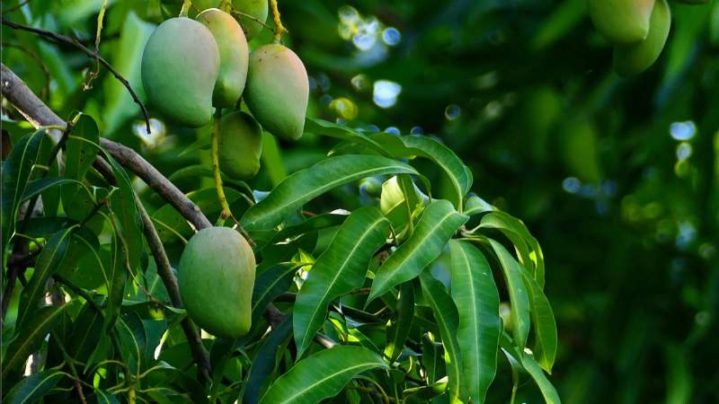 Lá xoài là dạng lá đơn, nguyên, mọc so le