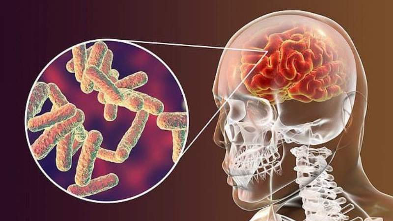Sử dụng chiết xuất từ ​​lá xoài giúp chống lại tình trạng oxy hóa và viêm trong não