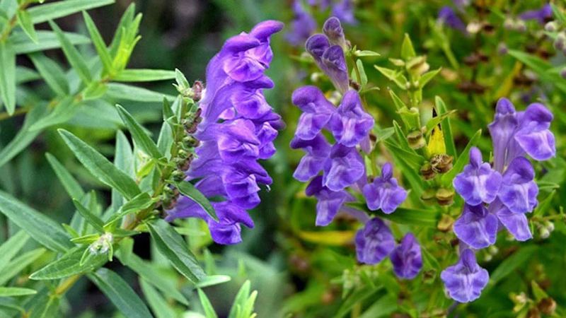 Toàn cây bán chi liên được sử dụng làm thuốc
