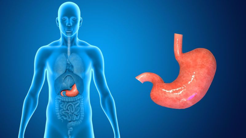 Bán chi liên có tác dụng hỗ trợ điều trị nhiều bệnh lý về dạ dày
